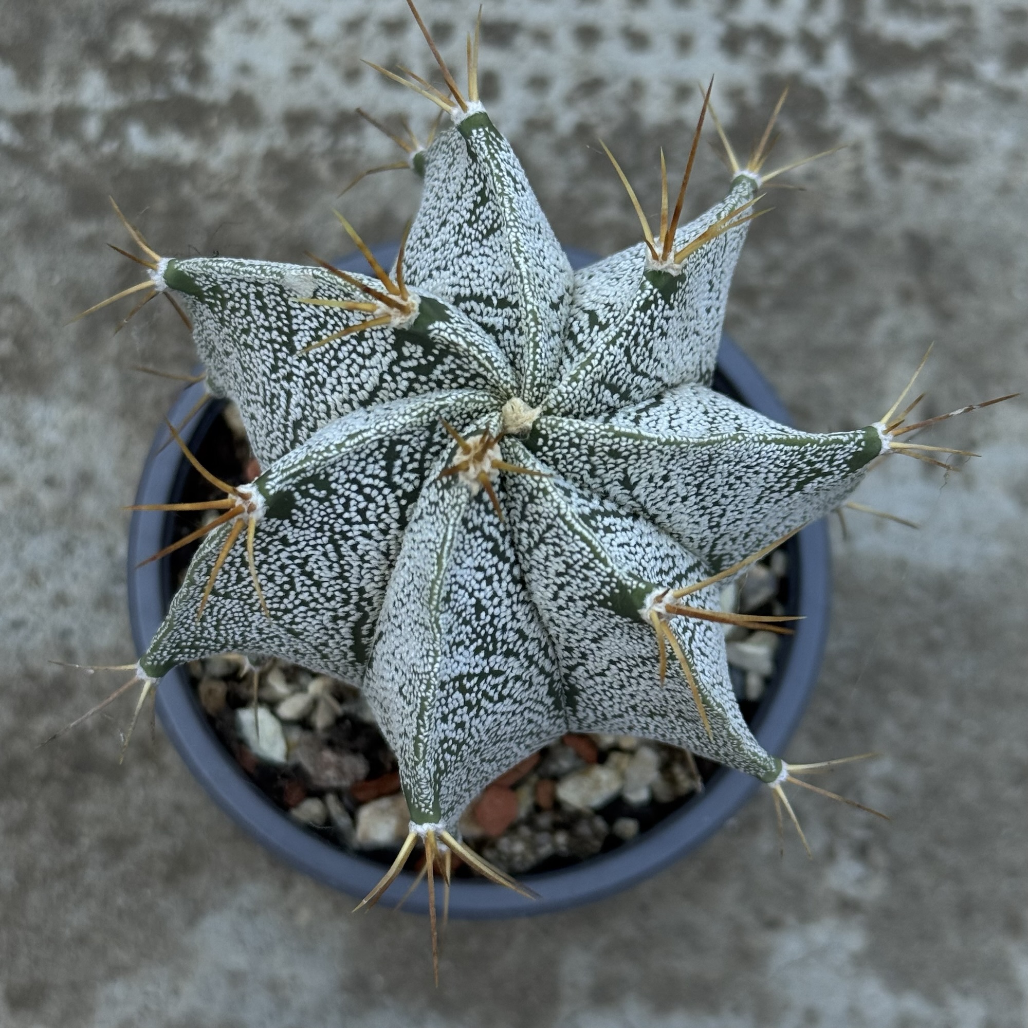 Astrophytum ornatum – hibrid - imagine 5