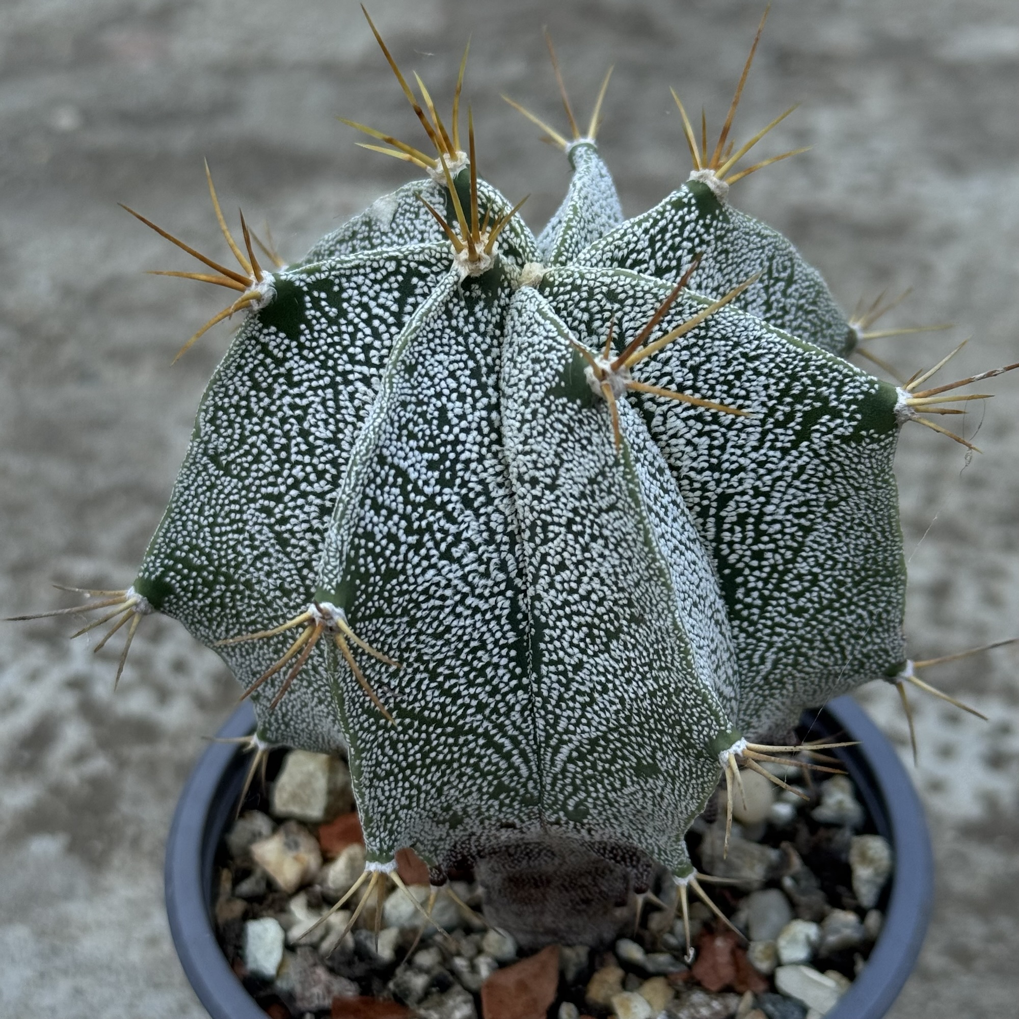 Astrophytum ornatum – hibrid - imagine 3