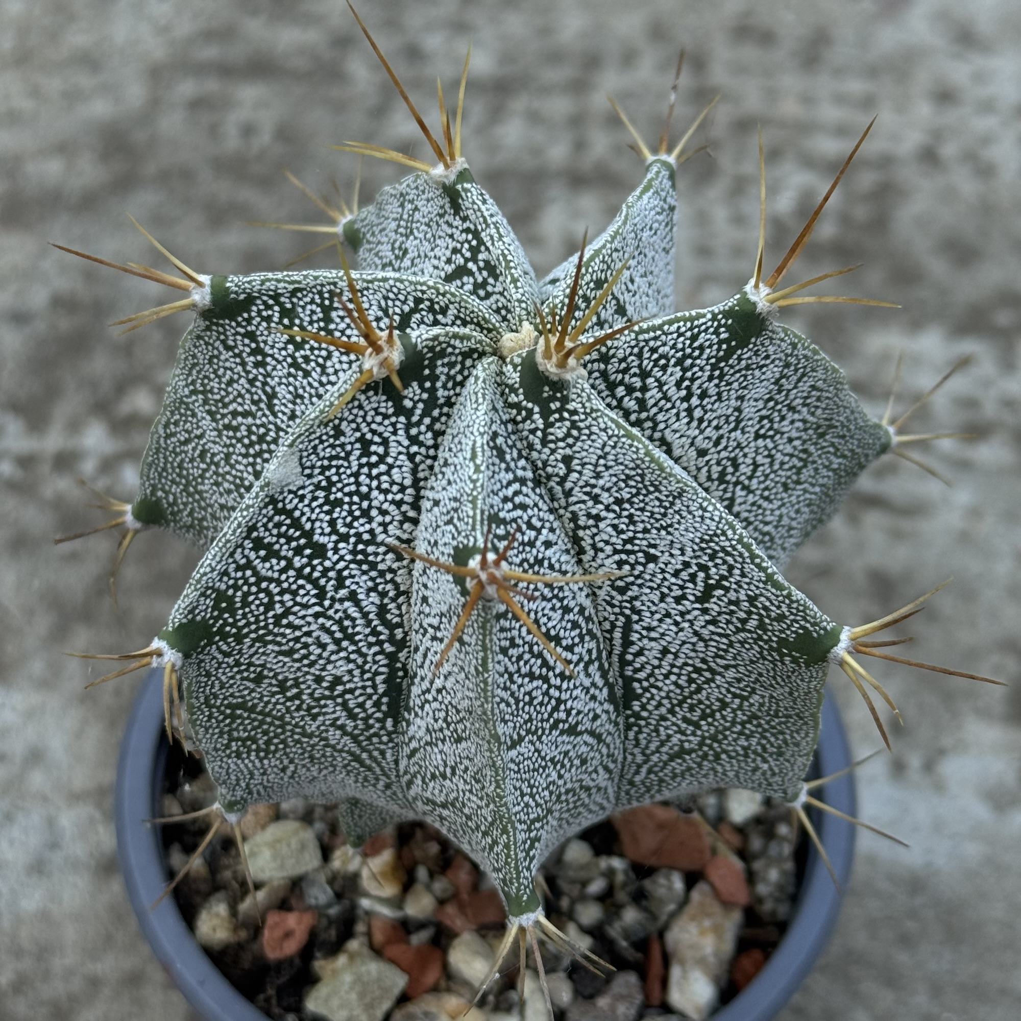 Astrophytum ornatum – hibrid - imagine 4