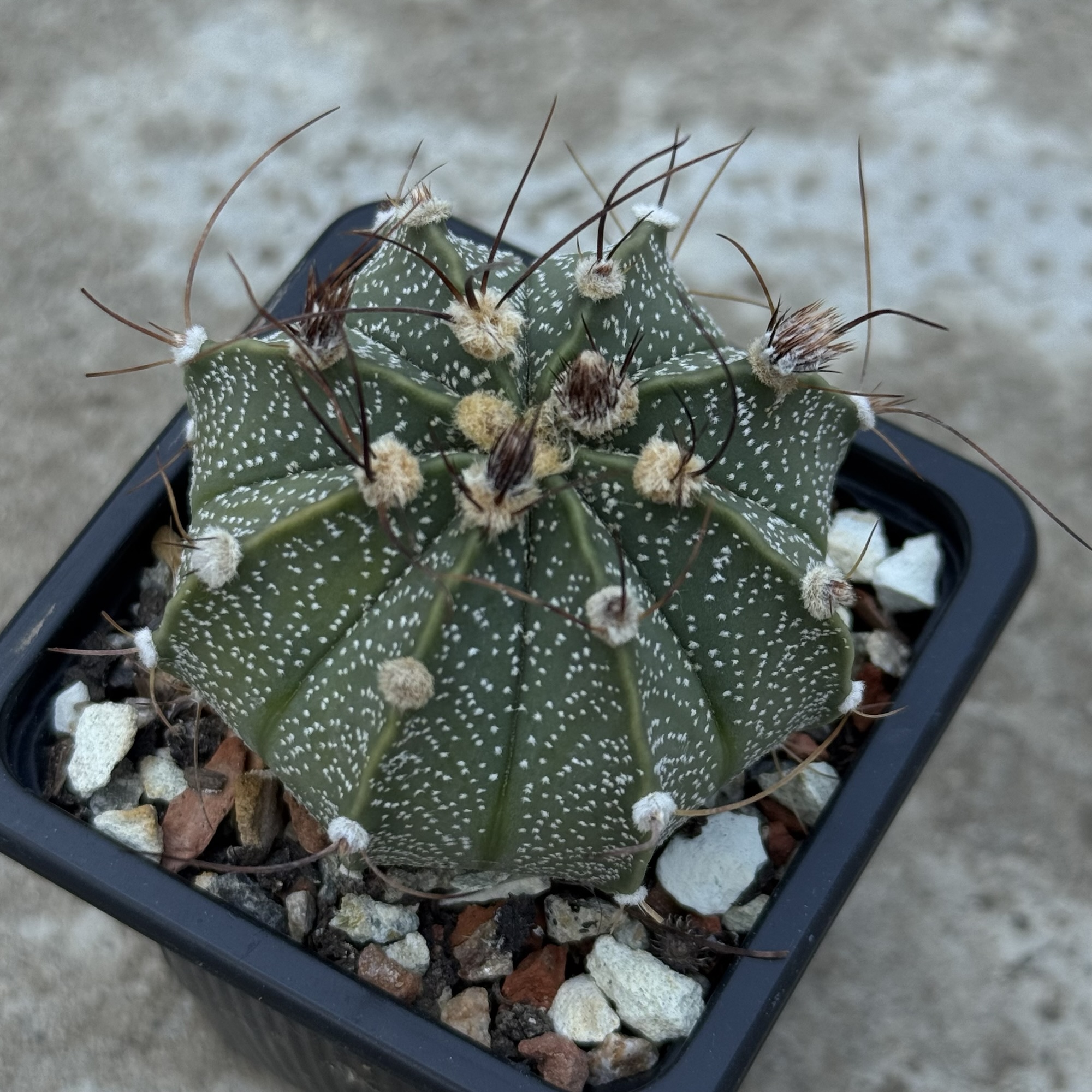 Astrophytum asterias × capricorne – hibrid - imagine 3