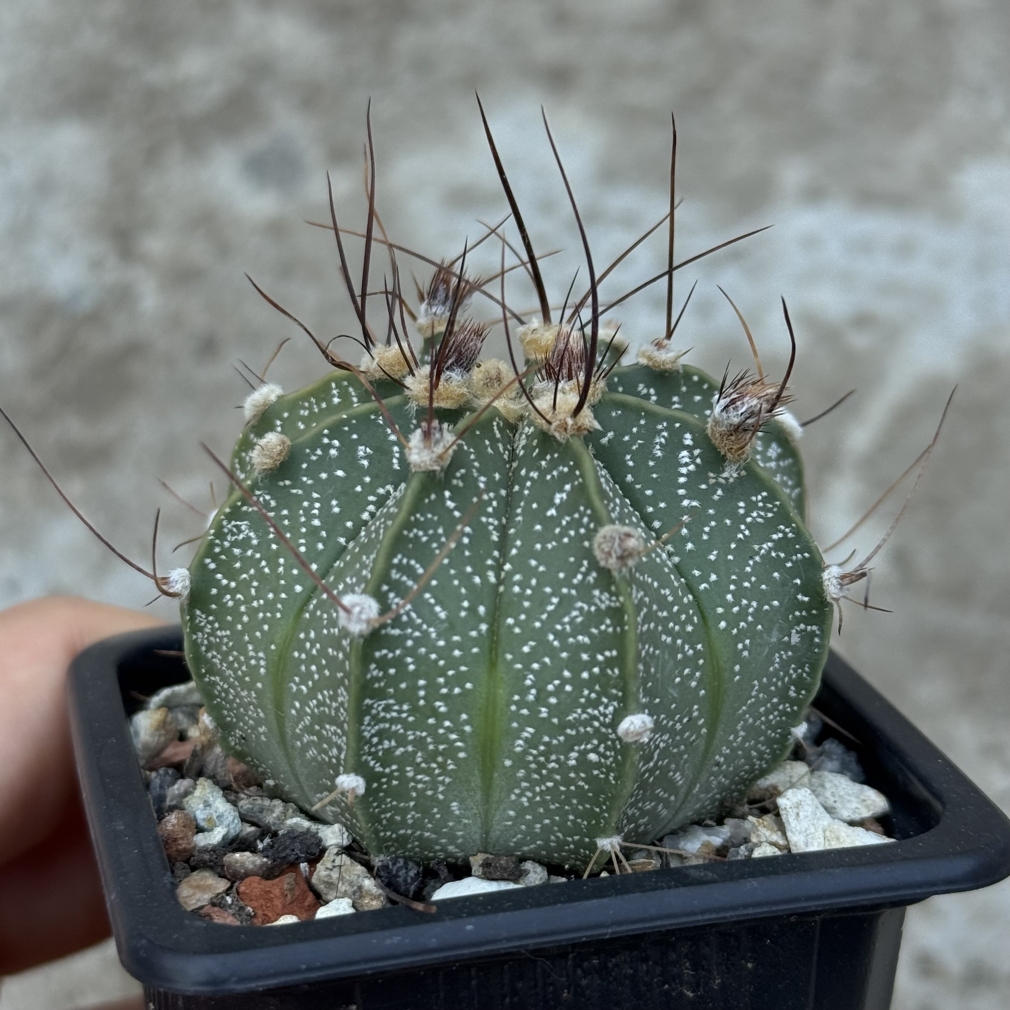 Astrophytum asterias × capricorne – hibrid - imagine 4