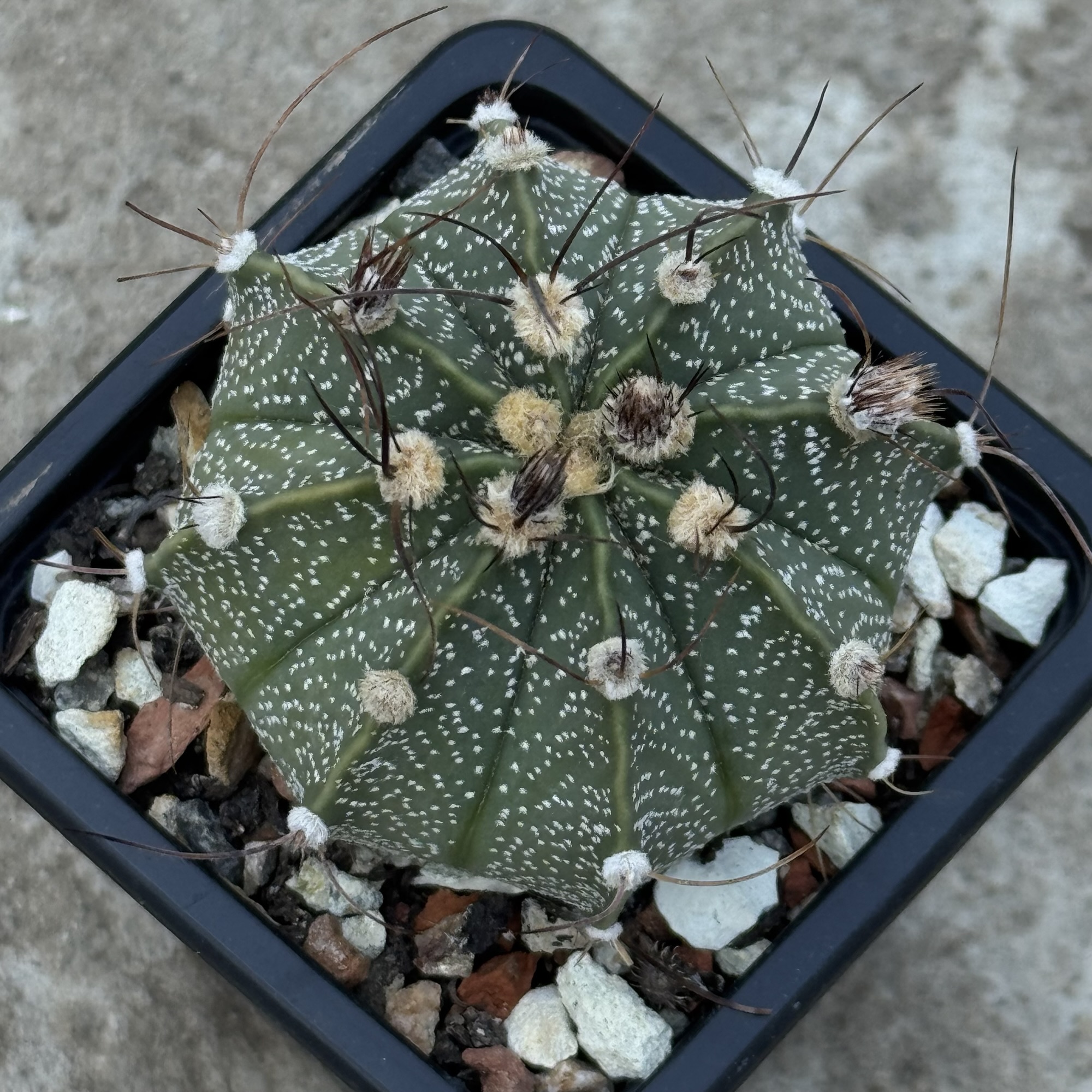 Astrophytum asterias × capricorne – hibrid - imagine 2