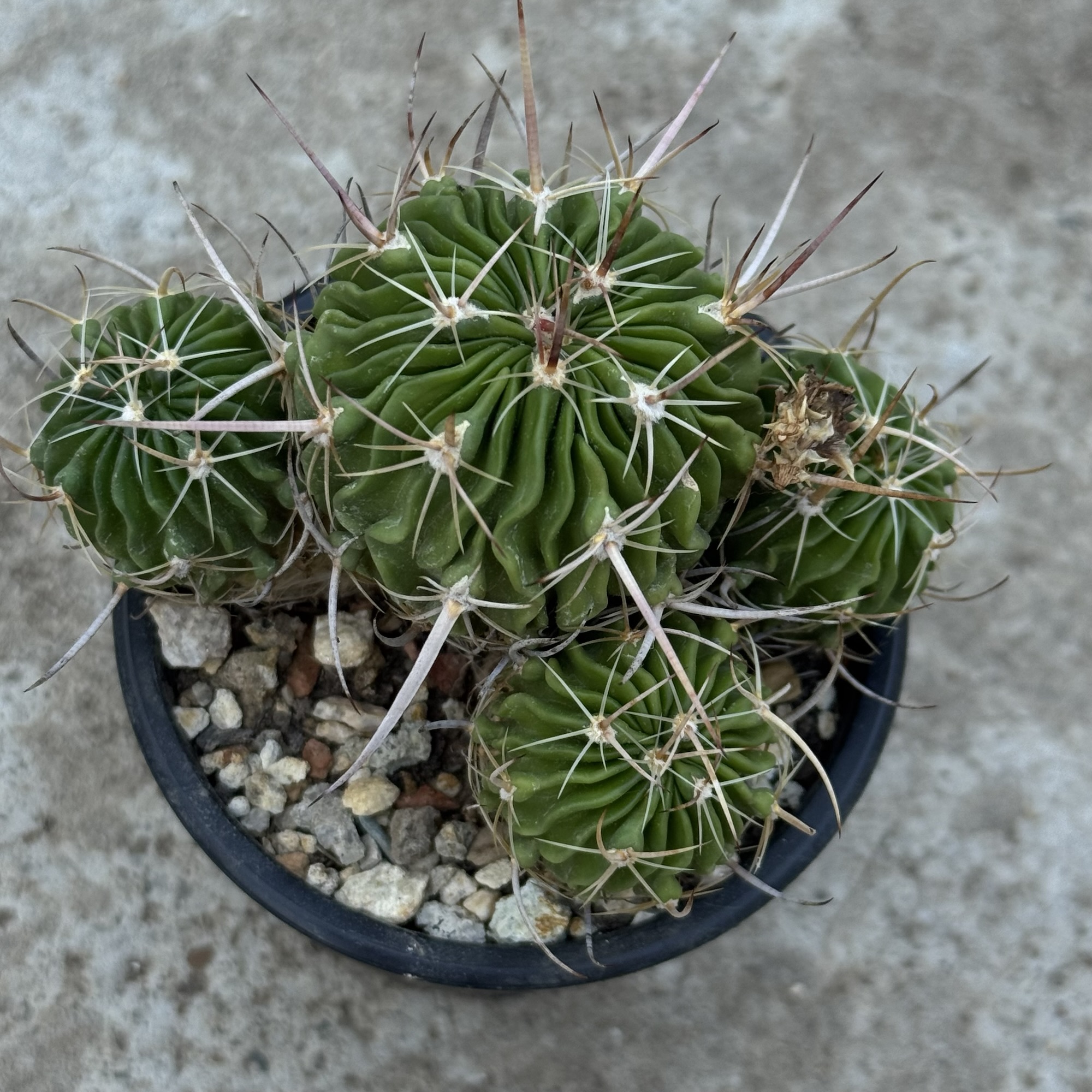 Stenocactus – exemplar cu mai multe capete - imagine 3