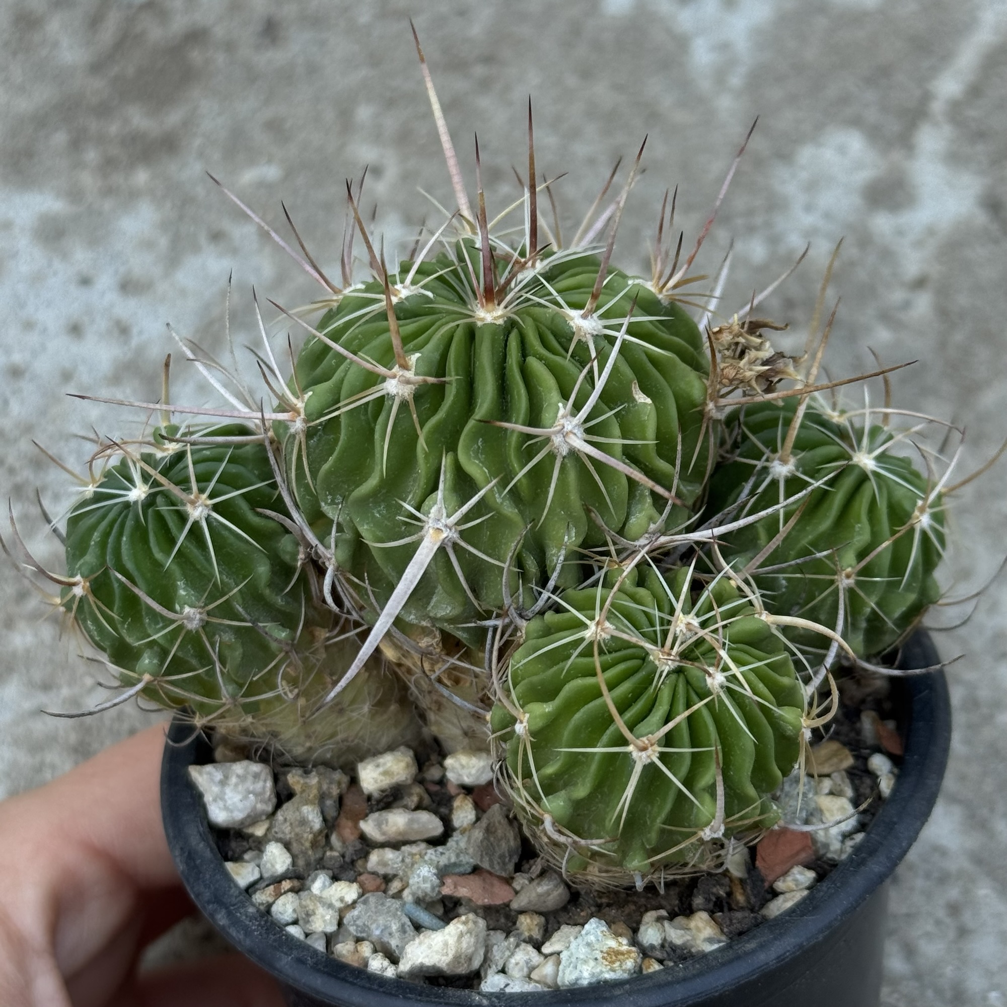 Stenocactus – exemplar cu mai multe capete - imagine 5