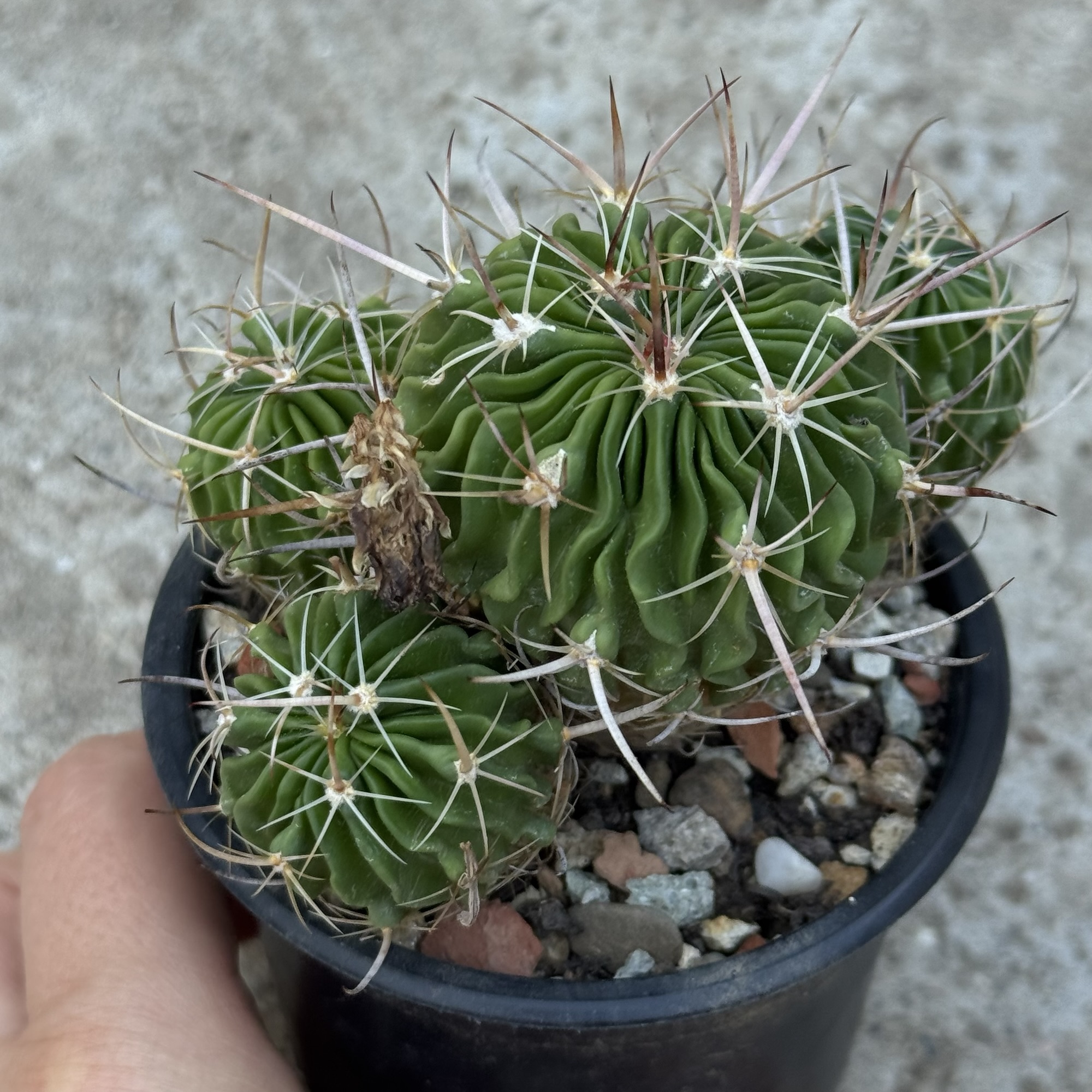 Stenocactus – exemplar cu mai multe capete - imagine 2