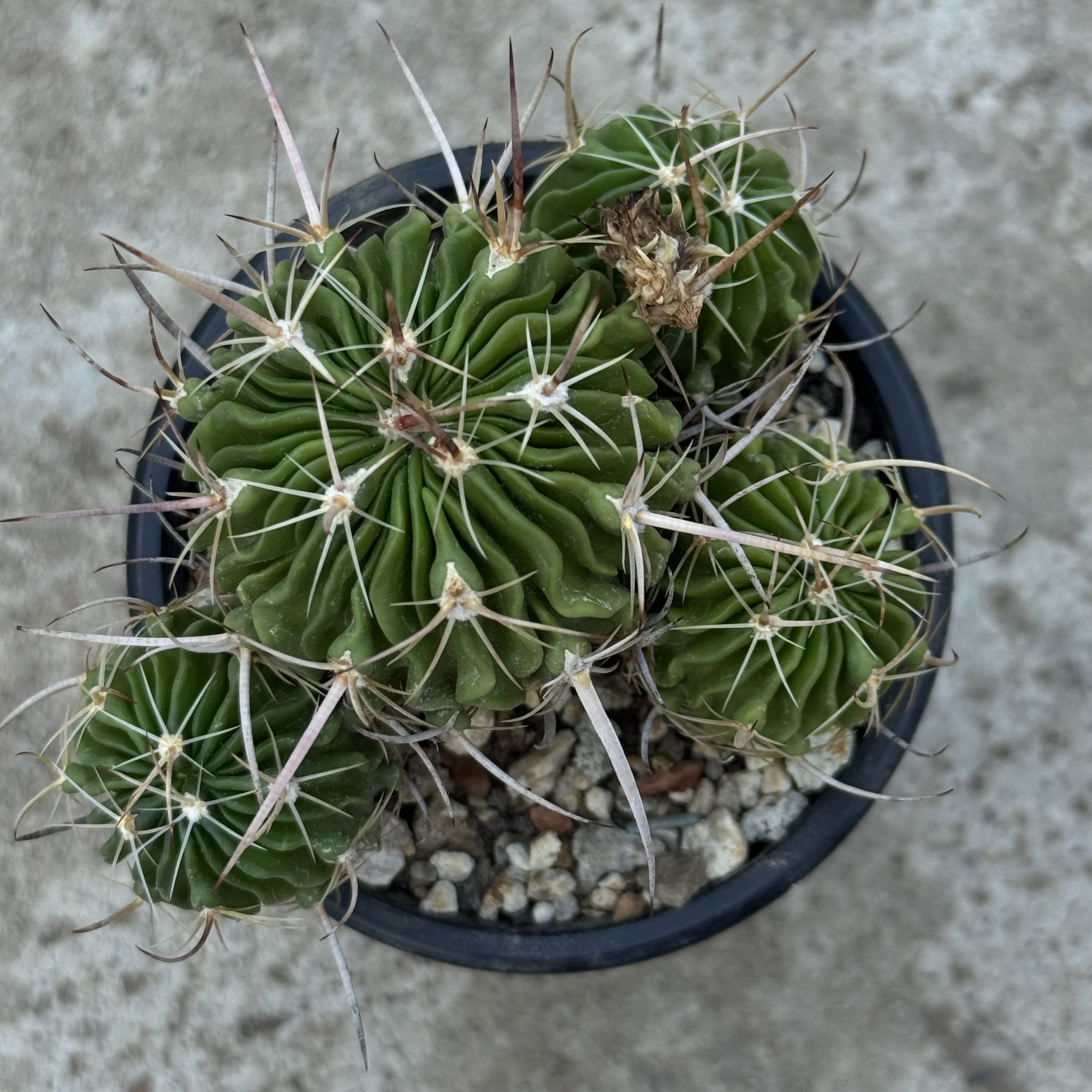 Stenocactus – exemplar cu mai multe capete - imagine 4