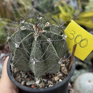 Astrophytum hibrid – exemplar spectaculos, cu spini foarte lungi și epidermă intens punctată