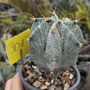 Astrophytum ornatum – hibrid