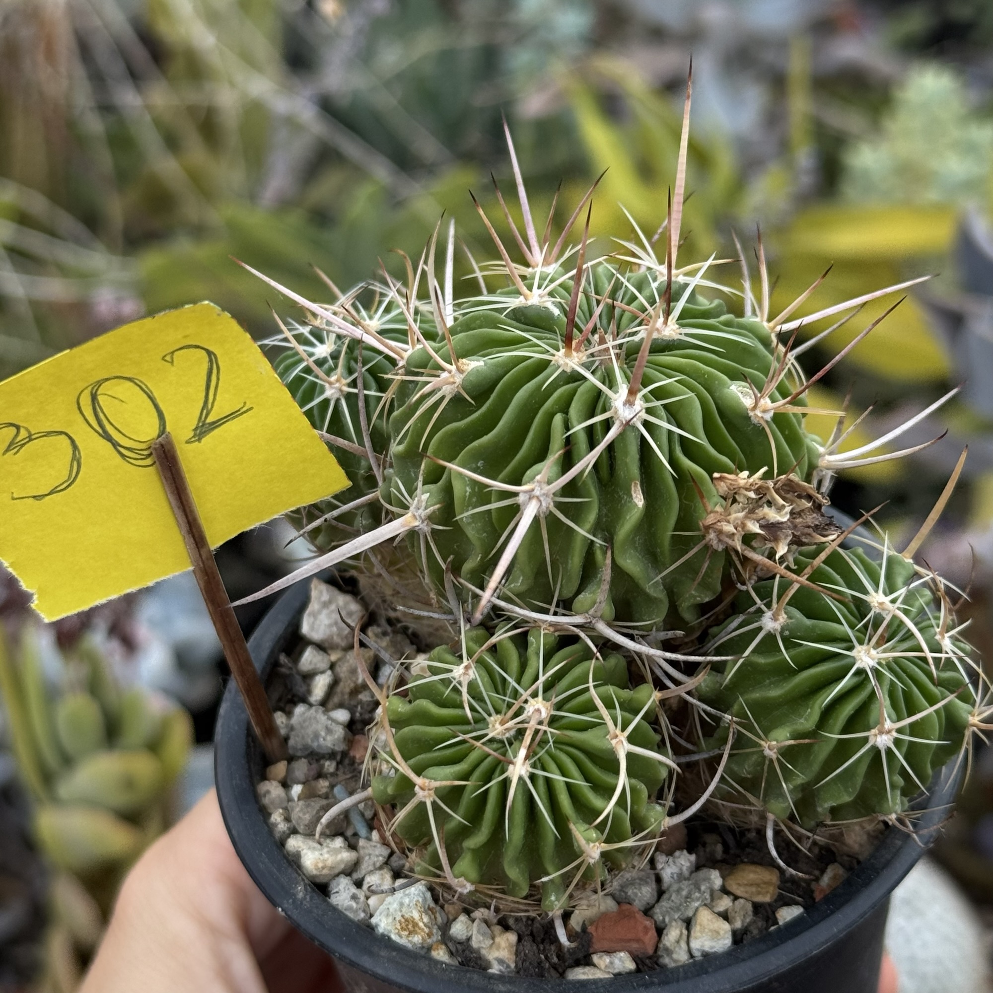 Stenocactus – exemplar cu mai multe capete
