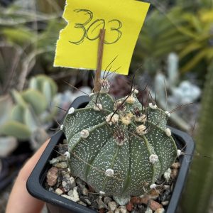Astrophytum asterias × capricorne – hibrid