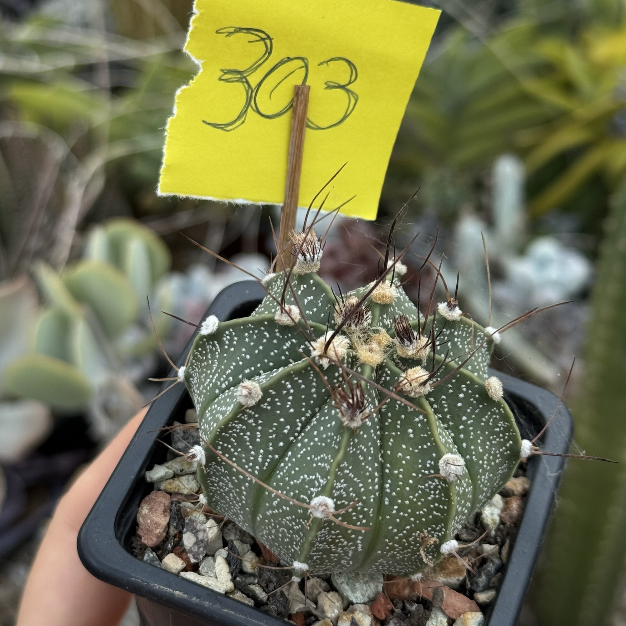 Astrophytum asterias × capricorne – hibrid