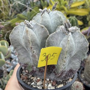 Astrophytum myriostigma – exemplar triplu, 3 capete pe aceeași rădăcină