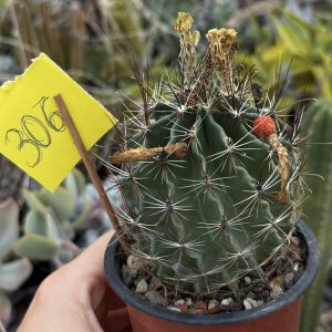 Hamatocactus setispinus – exemplar matur