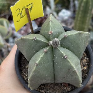Astrophytum nudum – exemplar cu punctații naturale