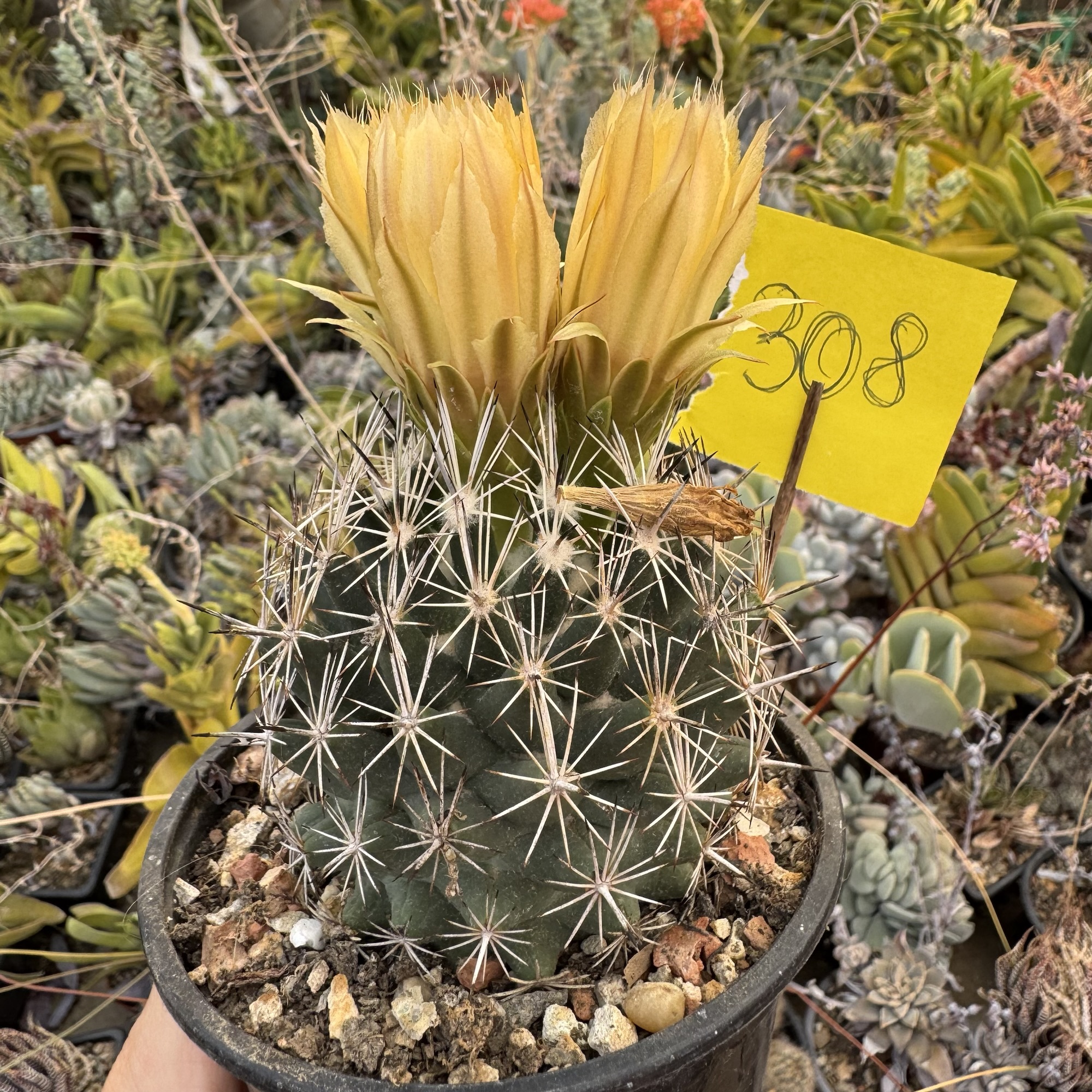 Coryphantha cactus