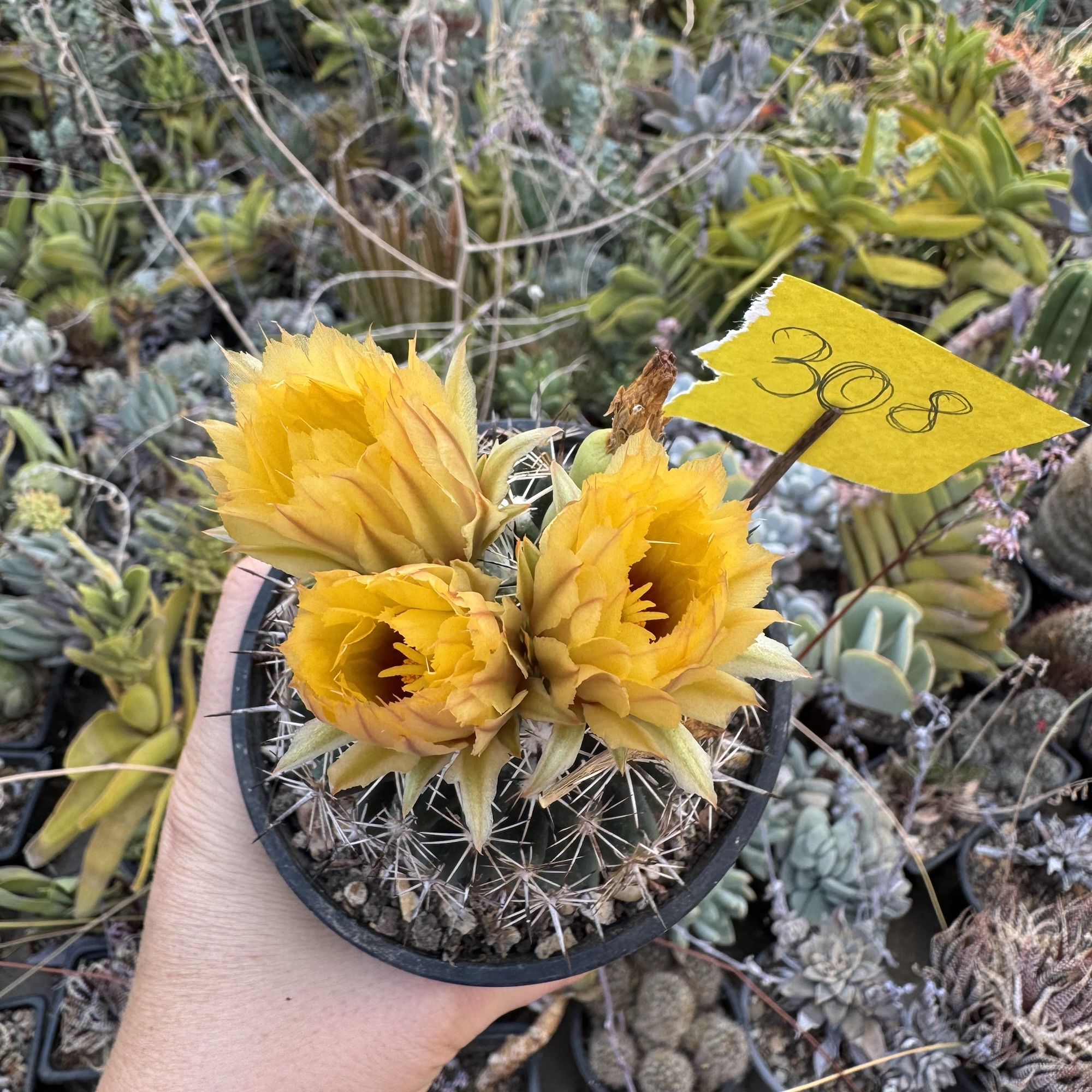 Coryphantha cactus - imagine 2