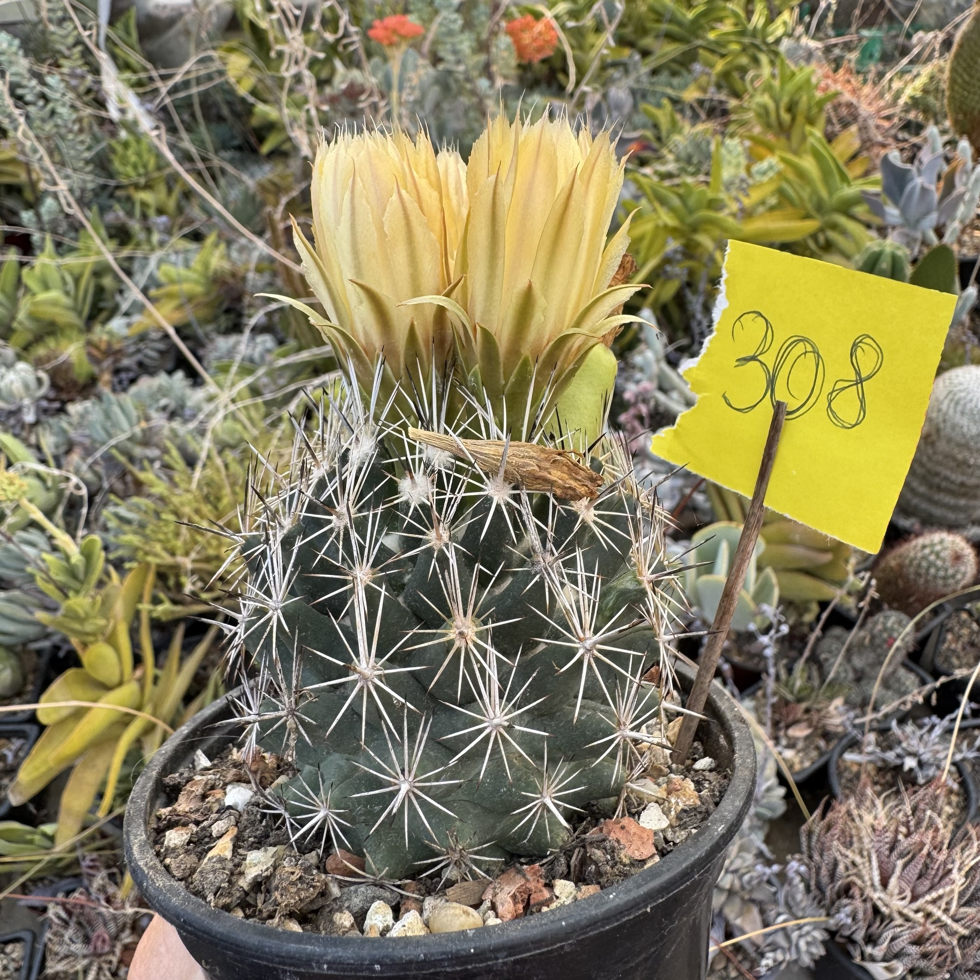 Coryphantha cactus - imagine 3