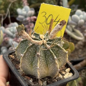 Astrophytum asterias × capricorne variegat – exemplar de colecție