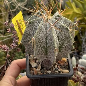 Astrophytum ornatum