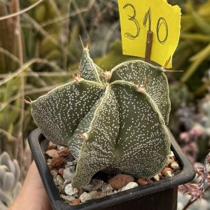 Astrophytum ornatum – exemplar cu 5 coaste