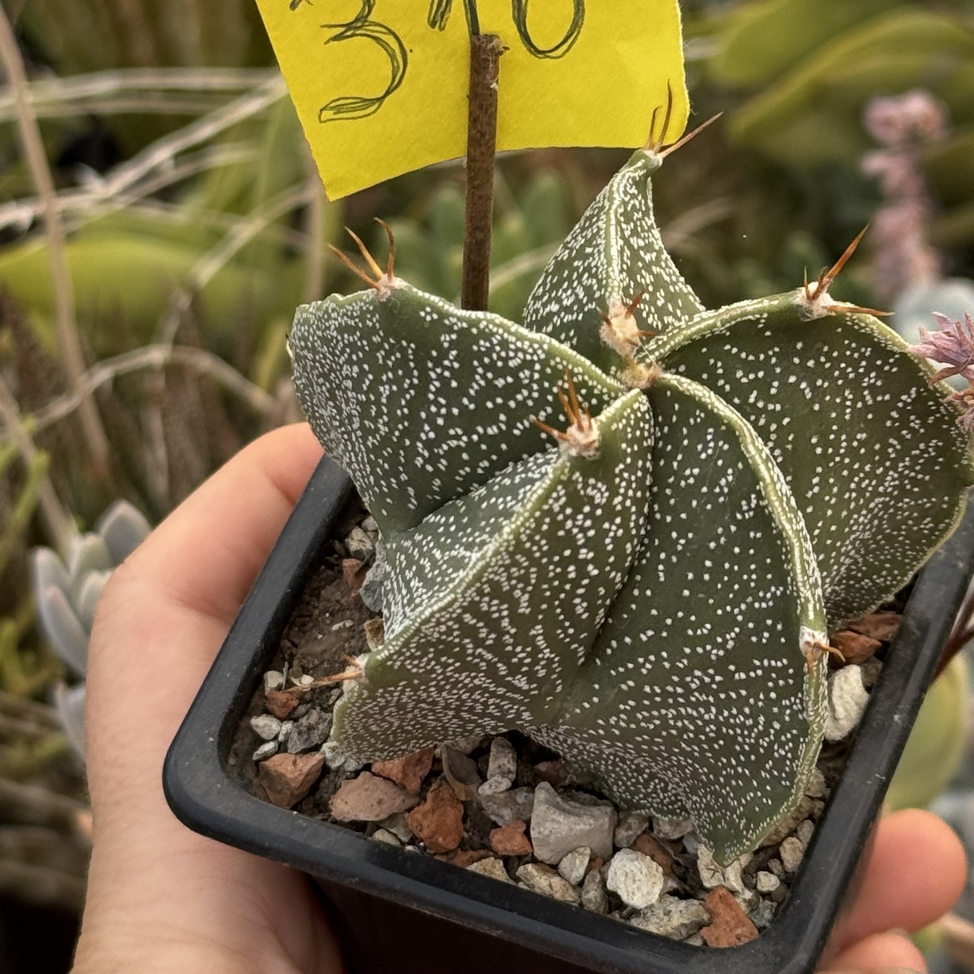 Astrophytum ornatum – exemplar cu 5 coaste - imagine 2