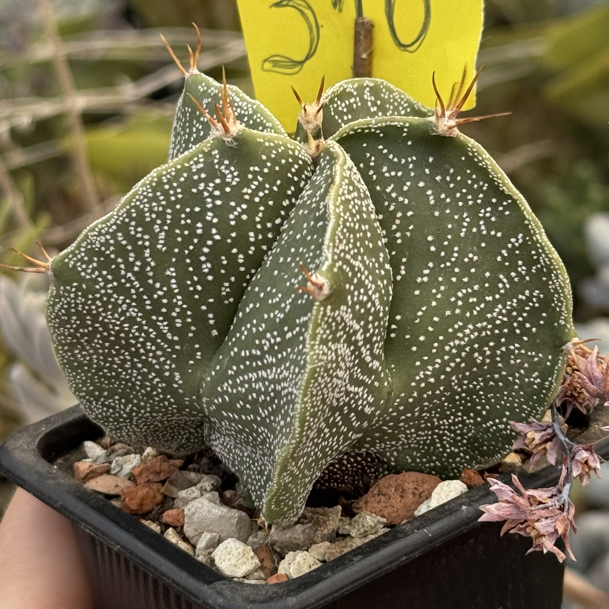 Astrophytum ornatum – exemplar cu 5 coaste - imagine 3