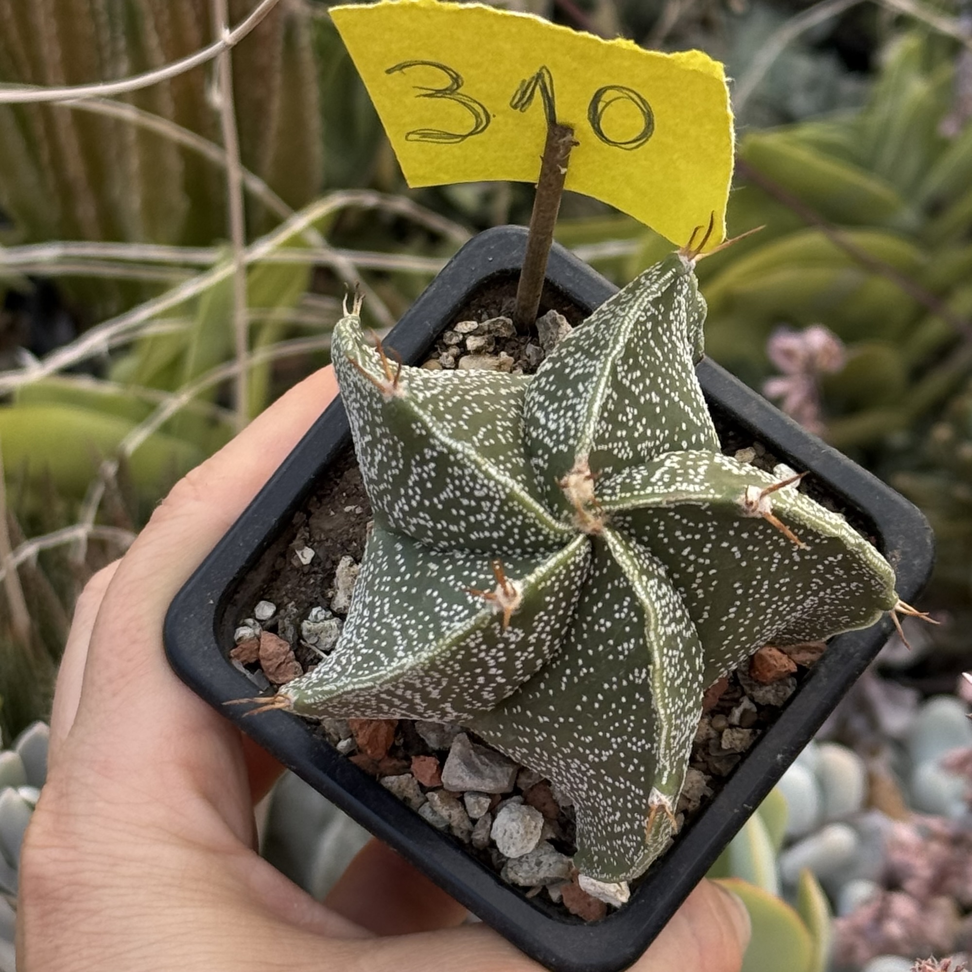 Astrophytum ornatum – exemplar cu 5 coaste - imagine 4