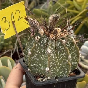 Astrophytum capricorne