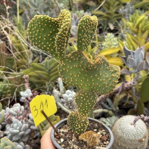 Opuntia microdasys ondulata