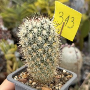 Mammillaria microhelia