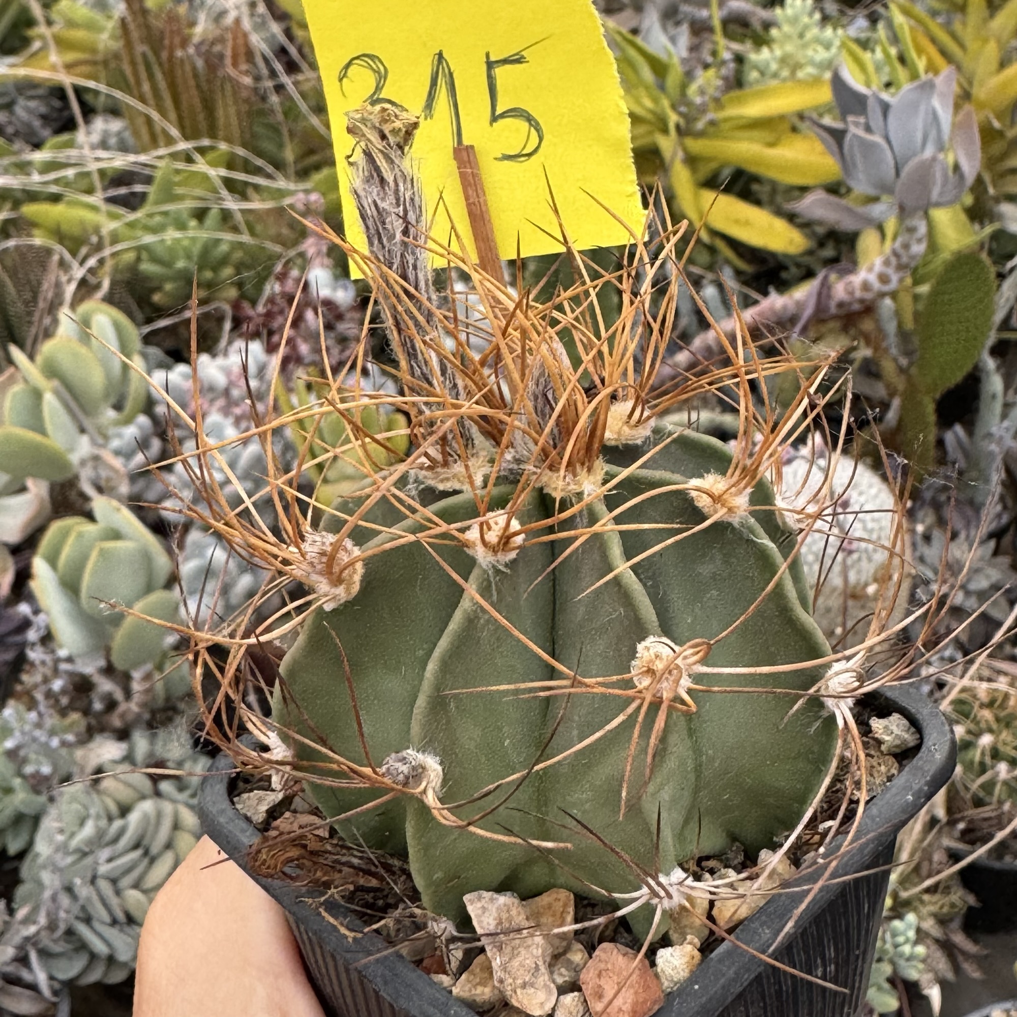Astrophytum senile aureum - imagine 3
