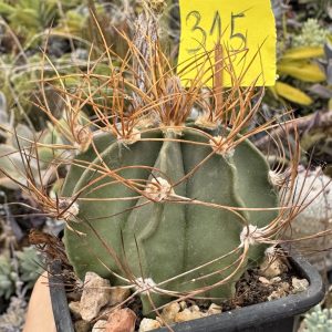 Astrophytum senile aureum