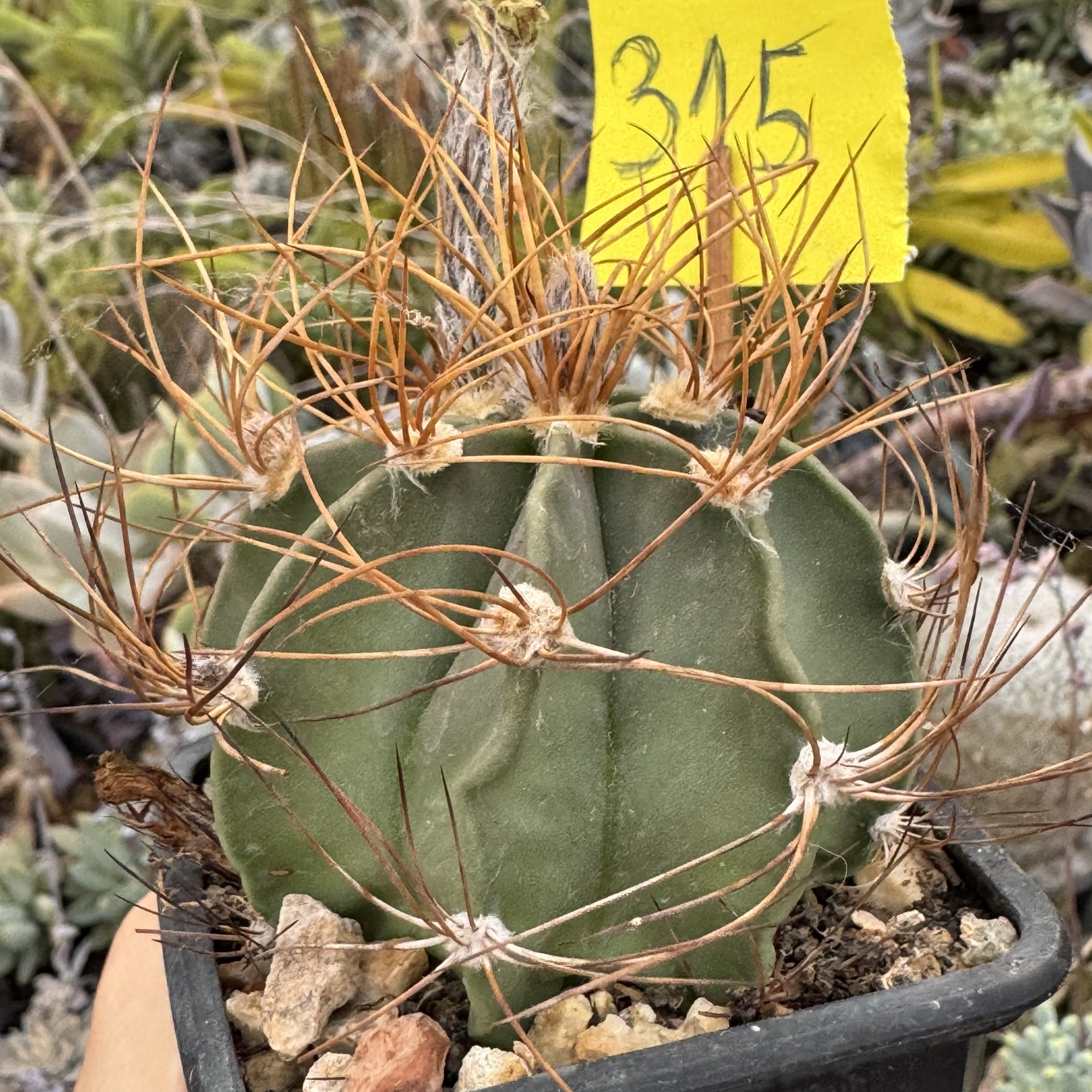 Astrophytum senile aureum