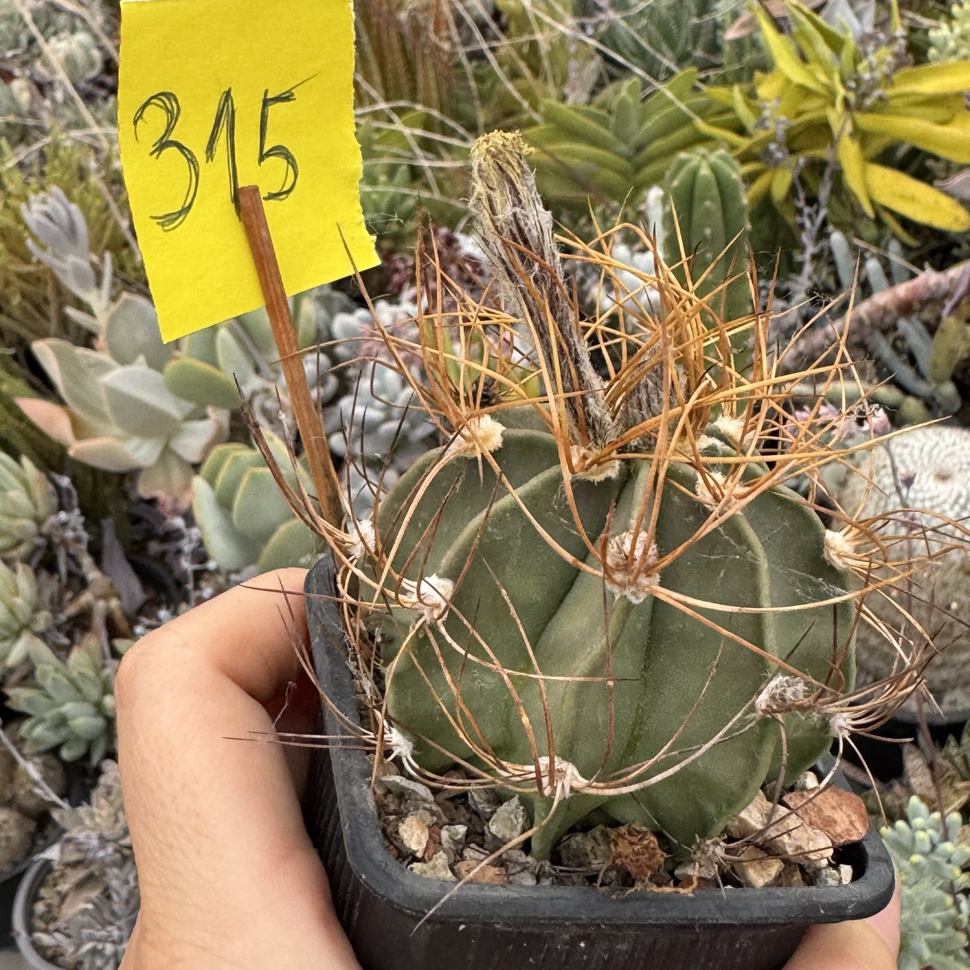 Astrophytum senile aureum - imagine 2