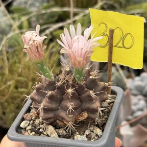 Gymnocalycium mihanovichi cactus