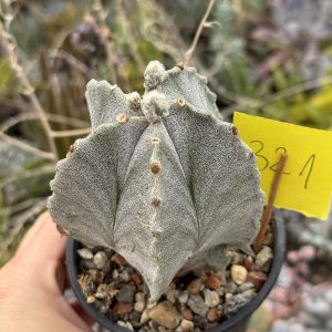 Astrophytum cactus columnar