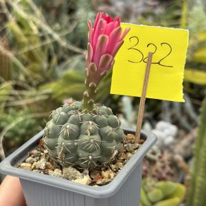 Gymnocalycium baldianum