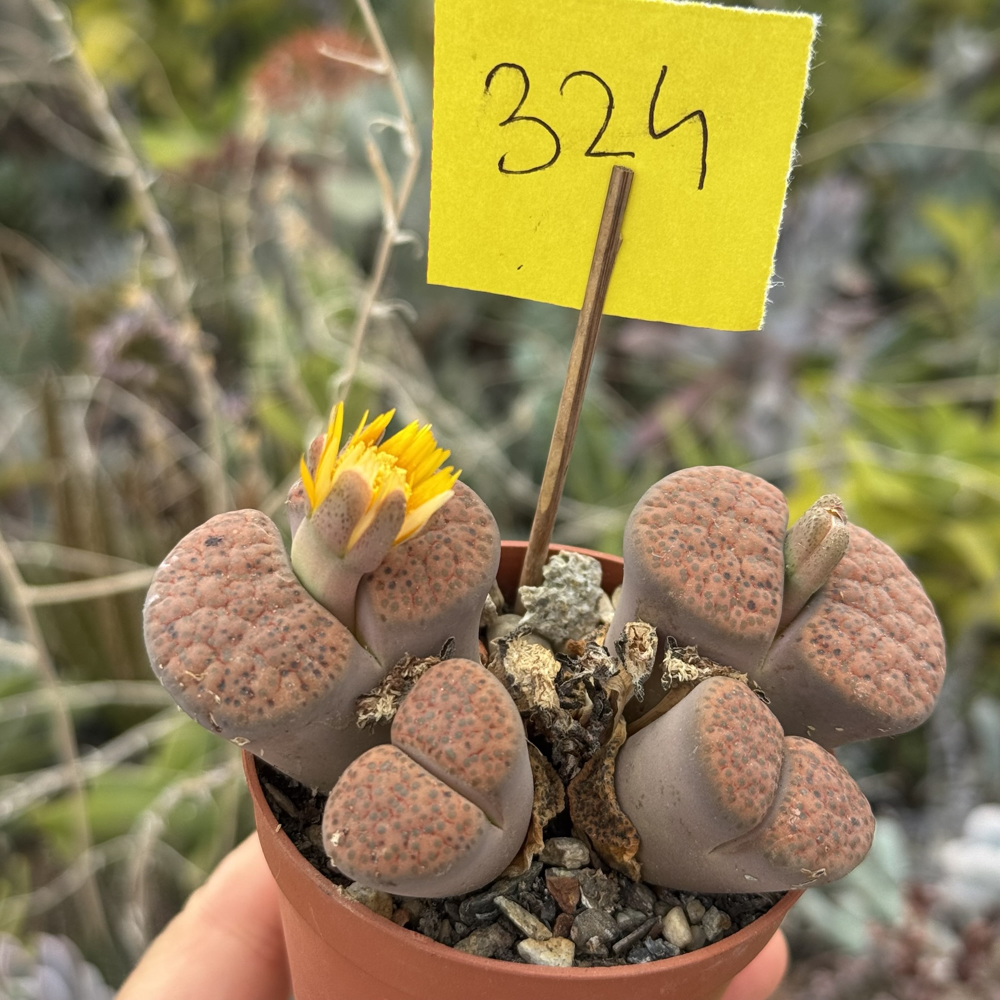Lithops - „pietricele vii” - imagine 2