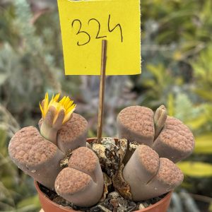 Lithops - „pietricele vii”