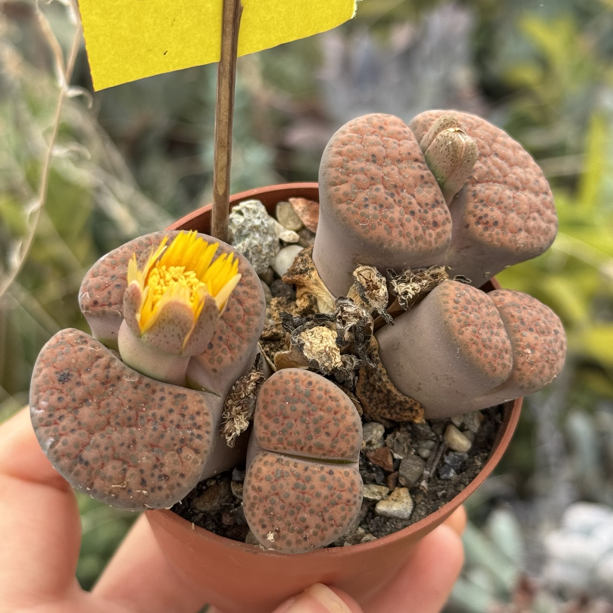 Lithops - „pietricele vii” - imagine 3