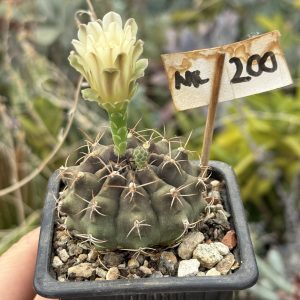 Gymnocalycium mihanovichi cactus