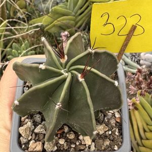 Astrophytum nudum – hibrid cu 8 coaste