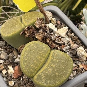 Lithops - „pietricele vii”