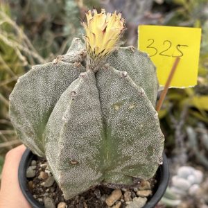 Astrophytum miriostygma