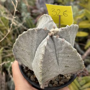 Astrophytum miriostygma